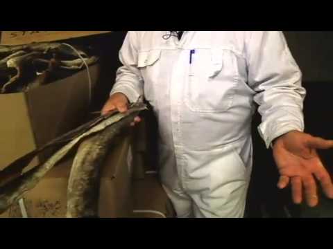 Blekingenytt - Högtryck i lutfiskfabriken