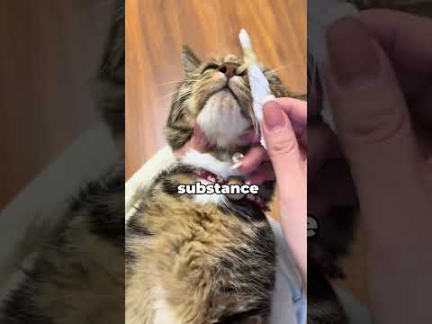 Quand un chat a du mucus coincé dans le nez… ce que vous devez savoir