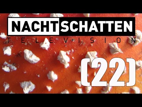 Fliegenpilz / Naturdrogen / Symposium (RE-UPLOAD) | Nachtschatten Television (22)