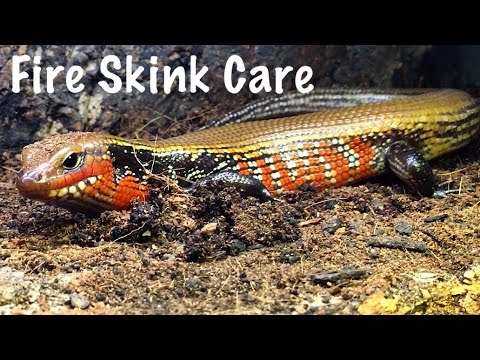 Skink ohnivý (Lepidothyris fernandi) — video o chove a starostlivosti