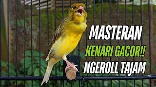 Download lagu Burung Kenari Kenari Gacor Dor! Pancingan Paling Ampuh Buat Kenari Macet Langsung Bunyi mp3