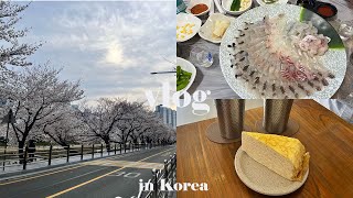 【vlog】記念日お花見デート🌸大好きなキムチマリグクス作り🍜