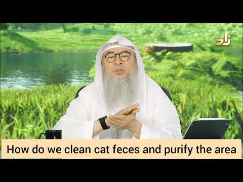 How should we clean cat feces & purify the area? - Assim al hakeem