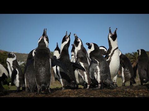 South Africa establishes non-fishing zones to save endangered penguins
