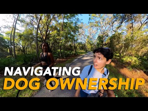 Navigating Dog Ownership: Training, Boundaries, and Responsible Ownership | The combine dog