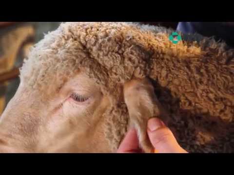 , title : 'MSD Animal Health Sheep treatment techniques'
