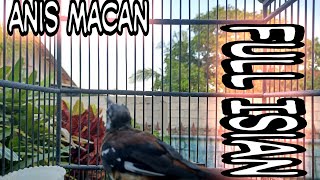 Download lagu Anis macan Jantan Gacor Pancingan Burung Anis Macet Bunyi mp3