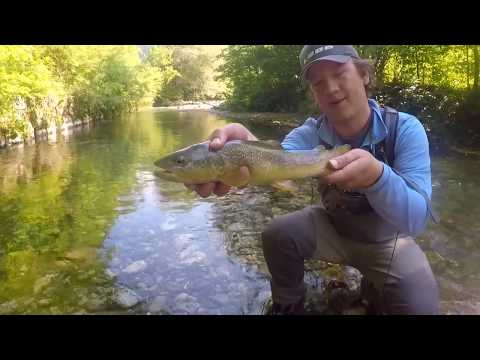 Marble Trout on a Dry Fly