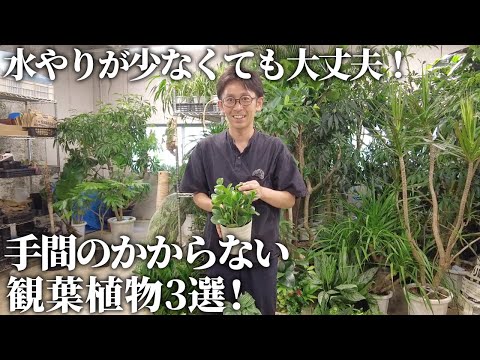 園芸 疑わしいオーニソガラス