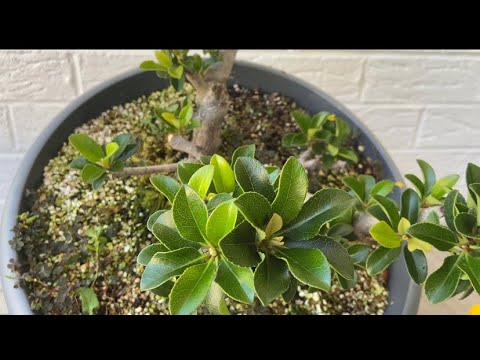 Kill It, Or Start It’s Bonsai Journey. Indian Hawthorn.