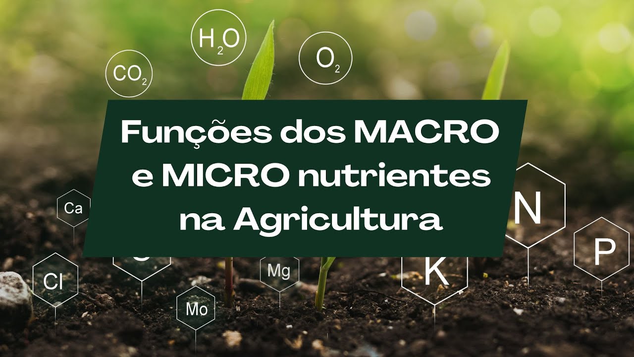 SAIBA AS FUNÇÕES E IMPORTÂNCIA DOS MACRO E MICRONUTRIENTES NA AGRICULTURA!