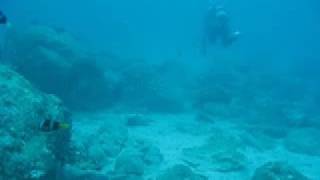 preview picture of video 'Diving Kashiwajima, Kochi, Japan 柏島'