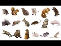 Learn Rodents Animals Names In English! Vocabulary List of Rodents: Rats,Mice,Squirrels & More!🐁🐀🐹 🦔