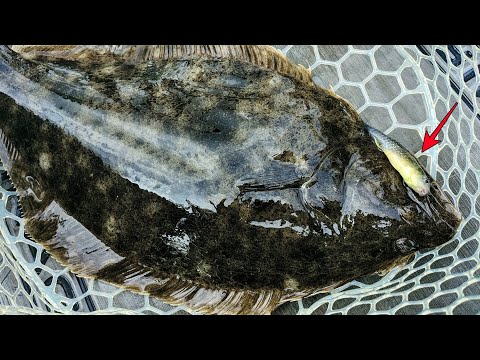 Do Killies Still Work for Fluke? Gulp vs Live Bait - Kayak Flounder Fishing with Mummichogs