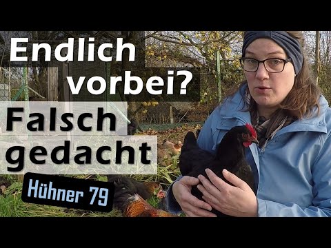 #Chickens tour in November & again diseases - 79