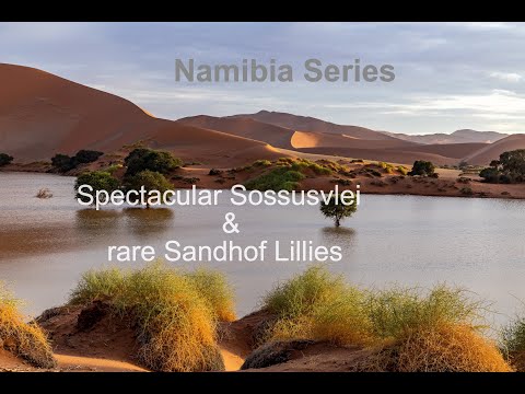 Namibia:  Sossusvlei and the Sandhof Lillies after excellent rains (rare phenomenon)