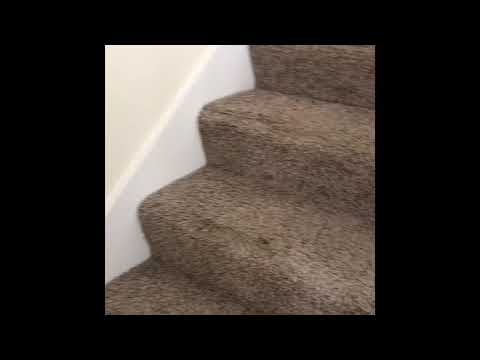 Lincoya - Video 2 of 2