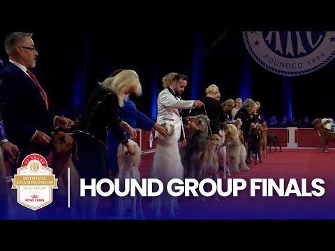 Hound Group Finals | 2025 AKC National Championship Presented by Royal Canin