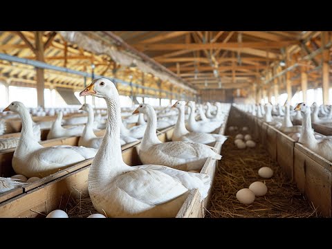 Actual footage from inside China's top white goose breeding base, which hatches more than 10 million
