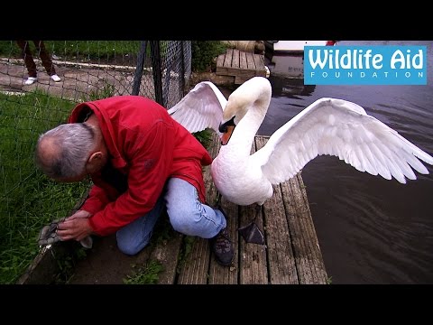 Saving a Baby Swan Stuck in a Fence