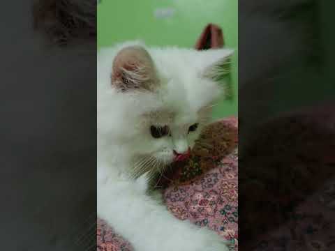 #viral #cat #catcomedy #kitten #catentertainment #reels #catvideos #cute #comedyskits #comedy