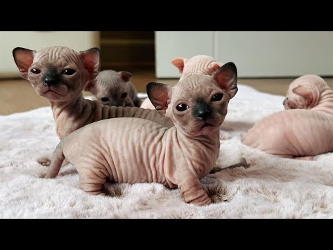 So Cute Sphynx Cats - Sphynx Kitten