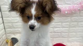 パピヨンの動画02