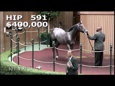 DESTIN - 2014 September Sale hip 591