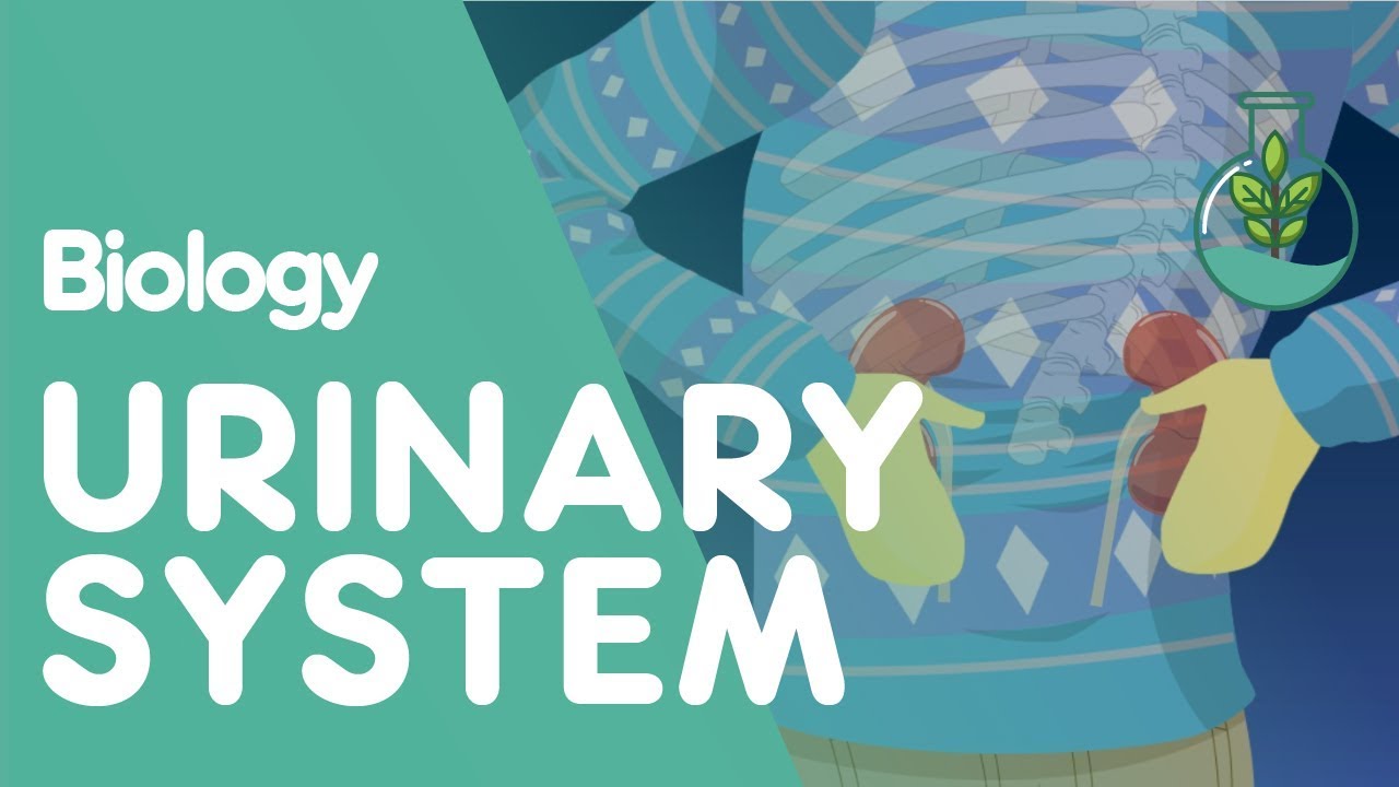 The Urinary System - An Introduction | Physiology | Biology | FuseSchool - YouTube