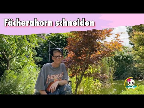 Pruning a Japanese maple (future small tree)