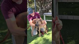 Video preview image #1 Bullboxer Pit Puppy For Sale in Pasadena, CA, USA