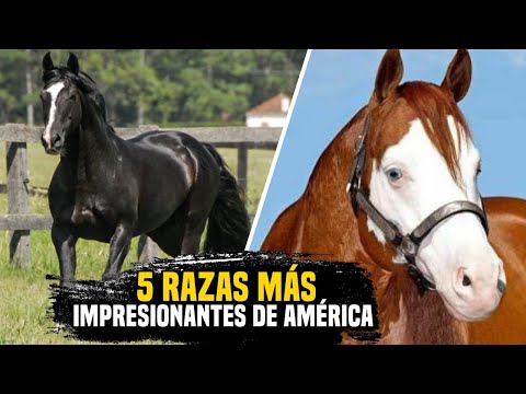 , title : 'BELLEZA, VELOCIDAD Y FUERZA: ¡Las 5 Razas de Caballos Más Impresionantes de América! @caballos..'