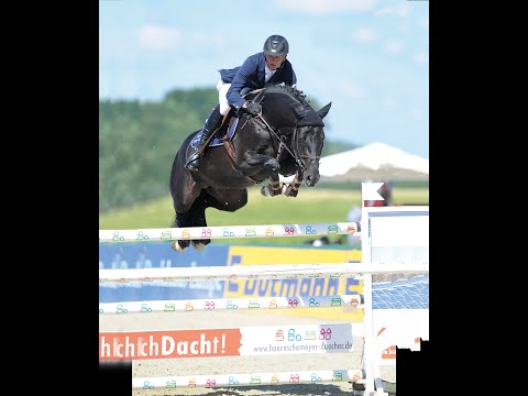 Diarado - Stallion Collection Schockemoehle 2021 ENG