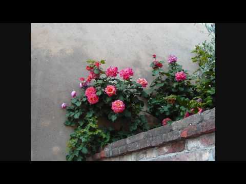 And I Love You So - John McDermott