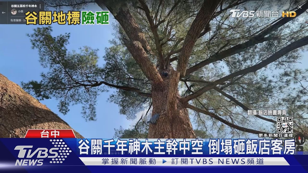 谷關千年神木主幹中空 倒塌砸飯店客房