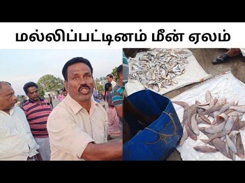 AMAZING FISH AUCTION 🐟 Mallipattinam fish auction #adiraijafar #fishing