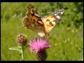 London Symphony Orchestra - A gift of a thistle