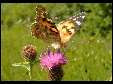 London Symphony Orchestra - A gift of a thistle