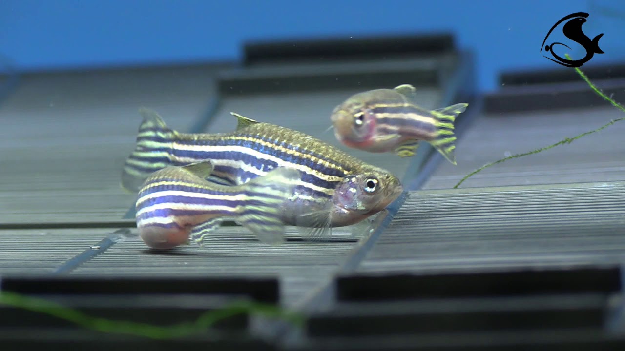 do zebra danios need a filter do zebra danios need a filter