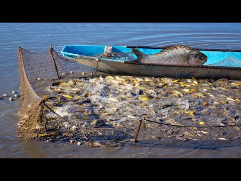 Amazing Gill Net Fishing Line Catch Hundreds Tons of Fish - Amazing Big Catching on The Sea @FISH_TV