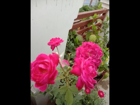 lovely mornining with flower# lovely mornining#mornining with flower#Keerti Ke Vichar