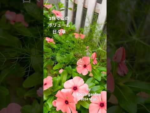 秋のマルチ：どのタイプを選択し、いつどのように適用するか？  庭園