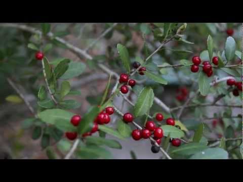 Nature in a Minute, Episode 11 - Yaupon Holly