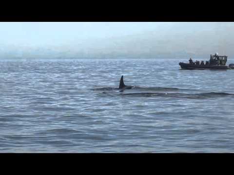 New Southern Resident Killer Whale Calf J53 with mom J17 - October 27