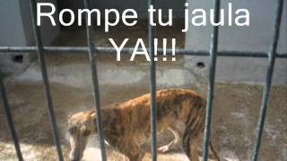 Asociación para el Rescate y Adopción de Galgos, Galgo Leku