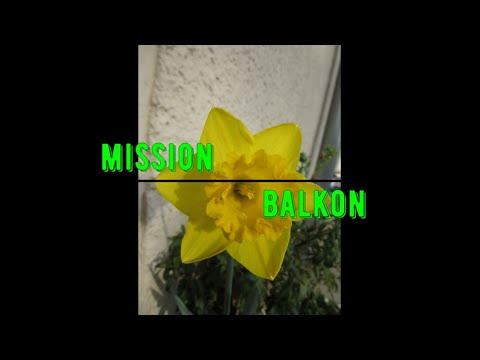 Knoblauchernte/Die Läuse sind bekämpft #Mission Balkon 007_2020