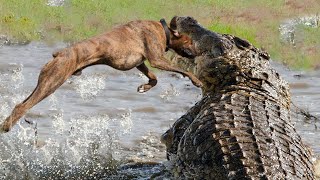Crocodile Killing Dog To Steal Prey - Dog Cries For Help Under The Crocodile's Jaws