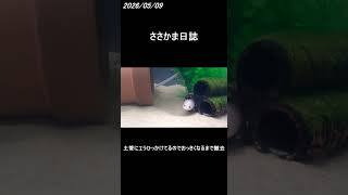ささかま 2026/05/09　＃ウーパールーパー