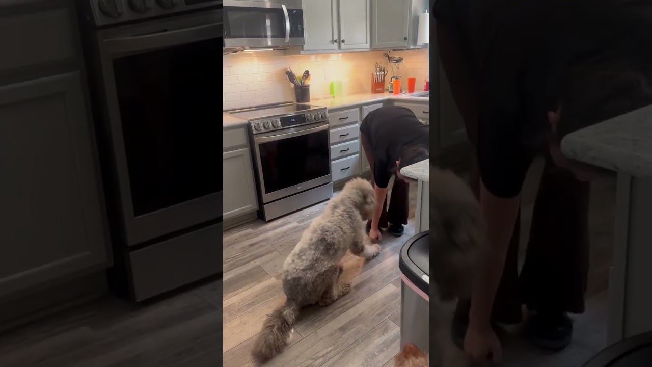 Gatsby, an adopted mixed breed in Fort Collins, CO video 5/6
