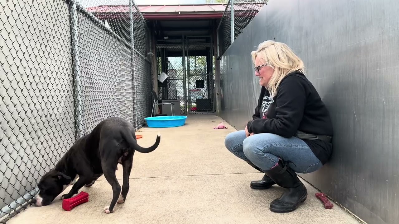 Enlarge Junia, a ADOPTABLE Pit Bull Terrier in Chicago, IL video 5/5